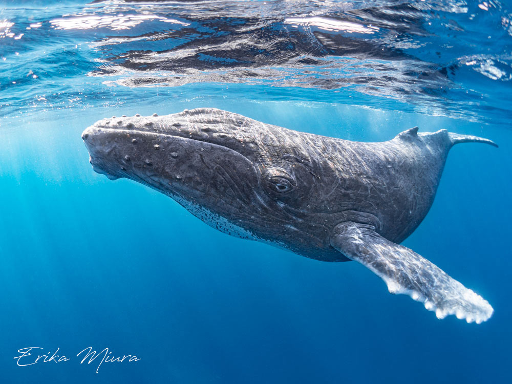 ザトウクジラの水中写真