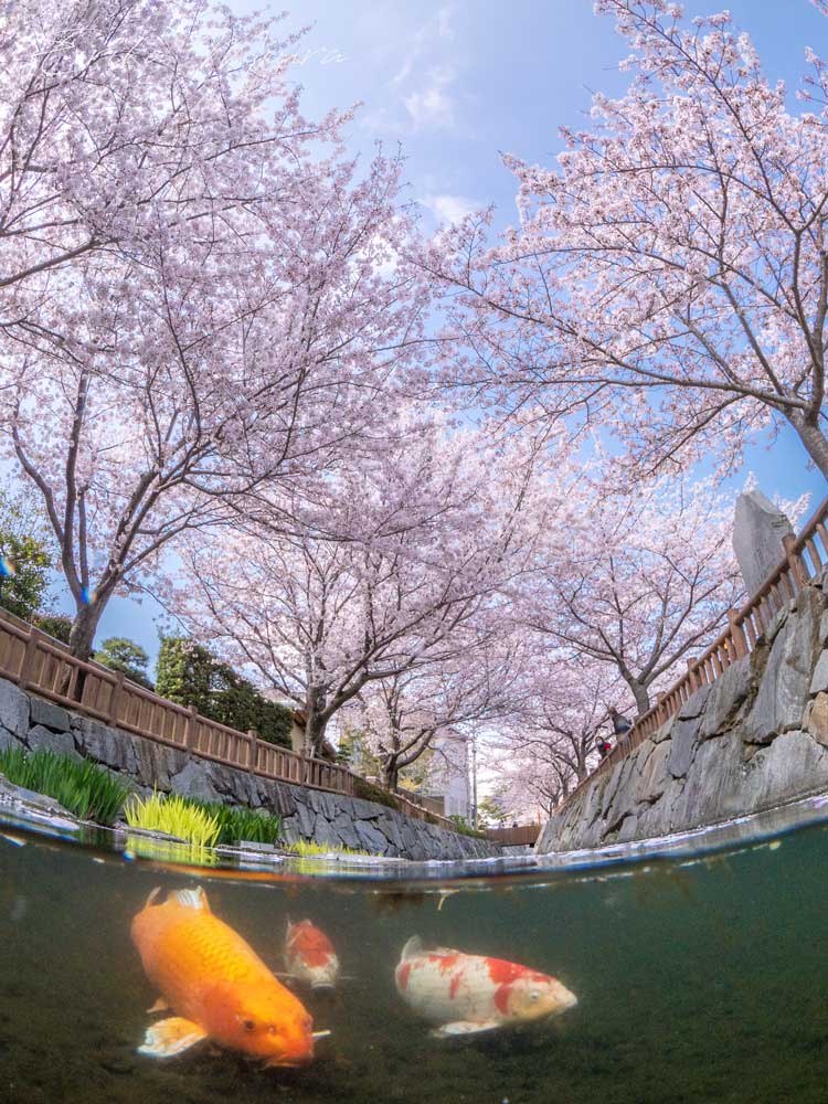 桜と鯉