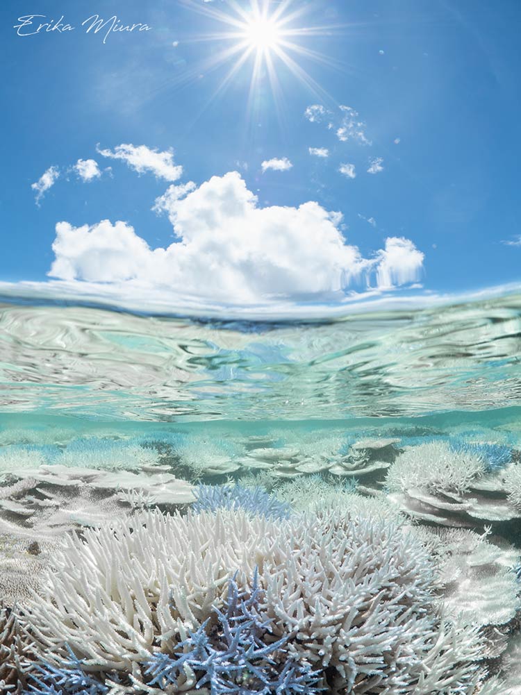 白化したサンゴの半水面写真